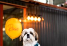 Paws, Treats & Toast: The Yard Teams Up with Heads Up For Tails for a Pet Friendly Breakfast in Whitefield!